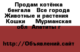 Продам котёнка бенгала - Все города Животные и растения » Кошки   . Мурманская обл.,Апатиты г.